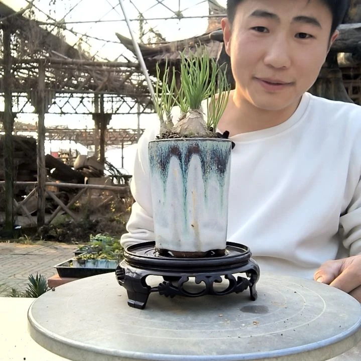 (****施小盆景小植物一物一拍34