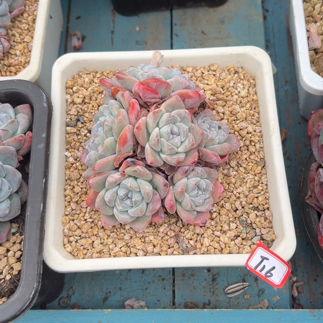 醉***颜精品多肉植物老桩