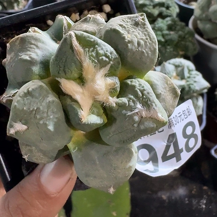 无花朵948龟甲怒涛牡丹