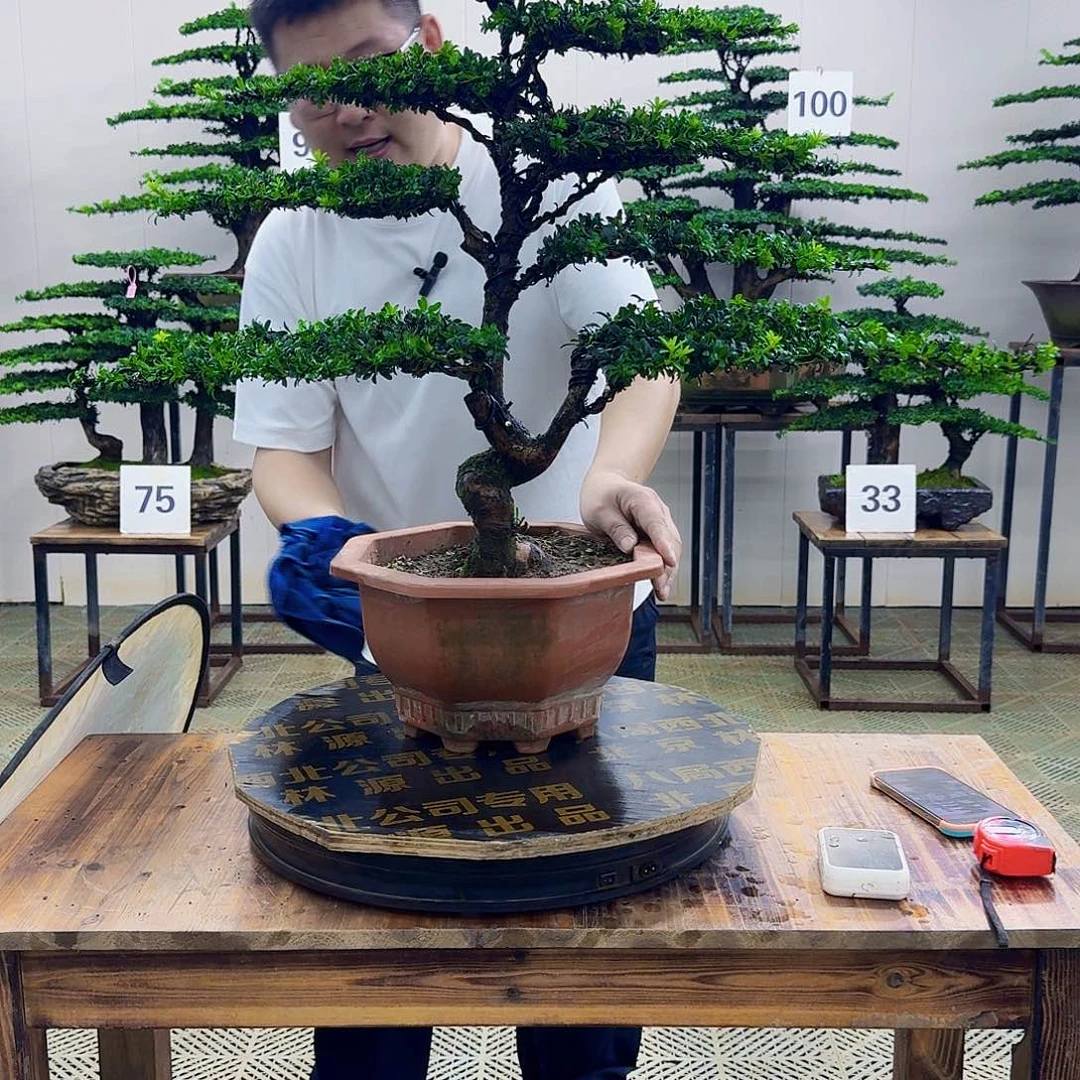 无花朵珍珠红芽罗汉松造型盆景塑料盆