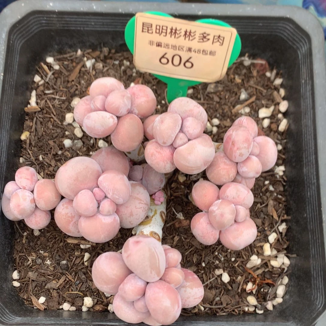 我****呀烟美人老桩无砍606