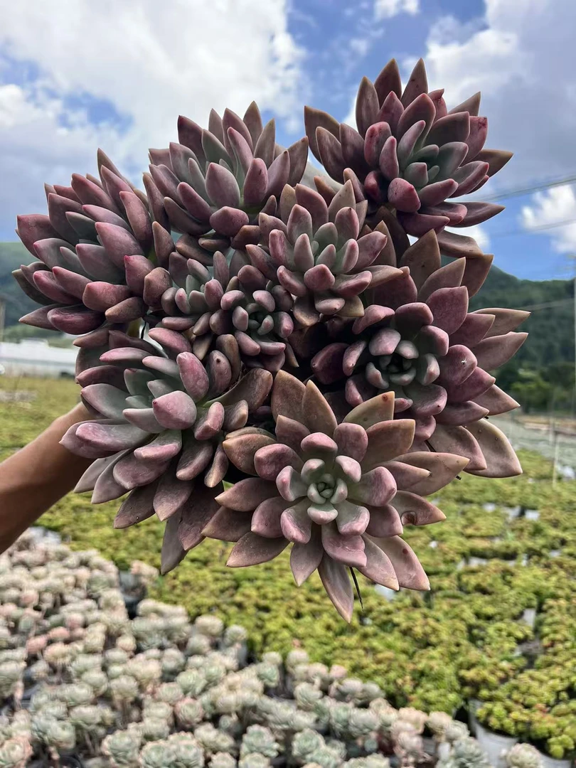 大老桩桃花源大群多肉植物老桩冠幅25到30公分适合阳台盆栽