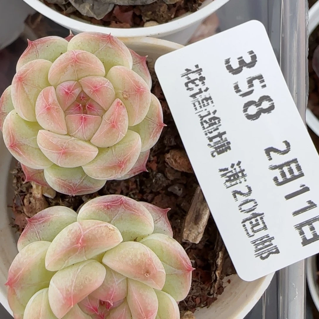 花语逸境0211-358