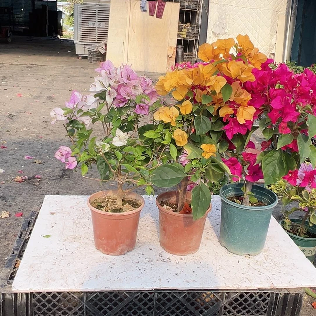 大部分花苞少量开放雪紫，加州黄，黑玫瑰组合