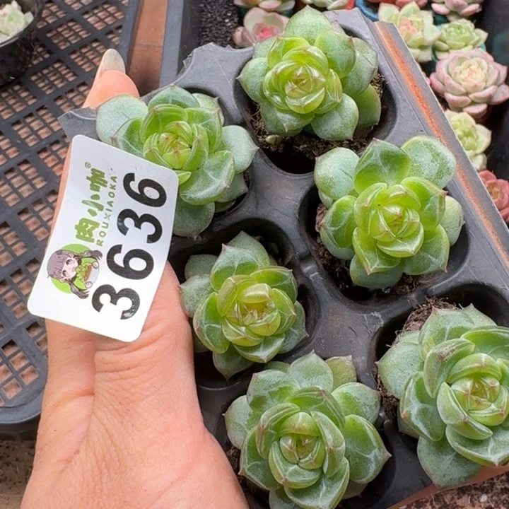 泡***x多肉植物多肉植物