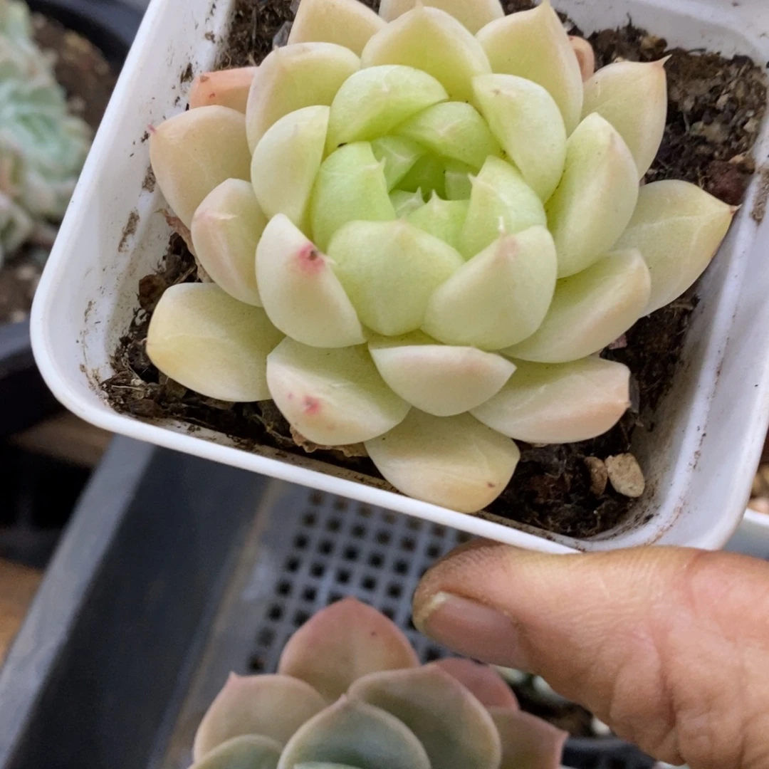 精品多肉一物一拍不包整296