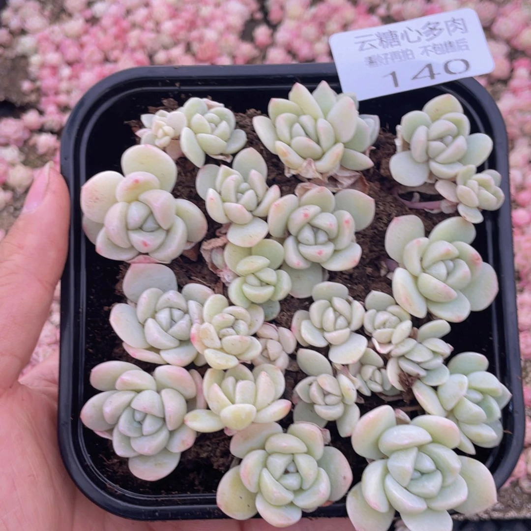 云糖心多肉植物140
