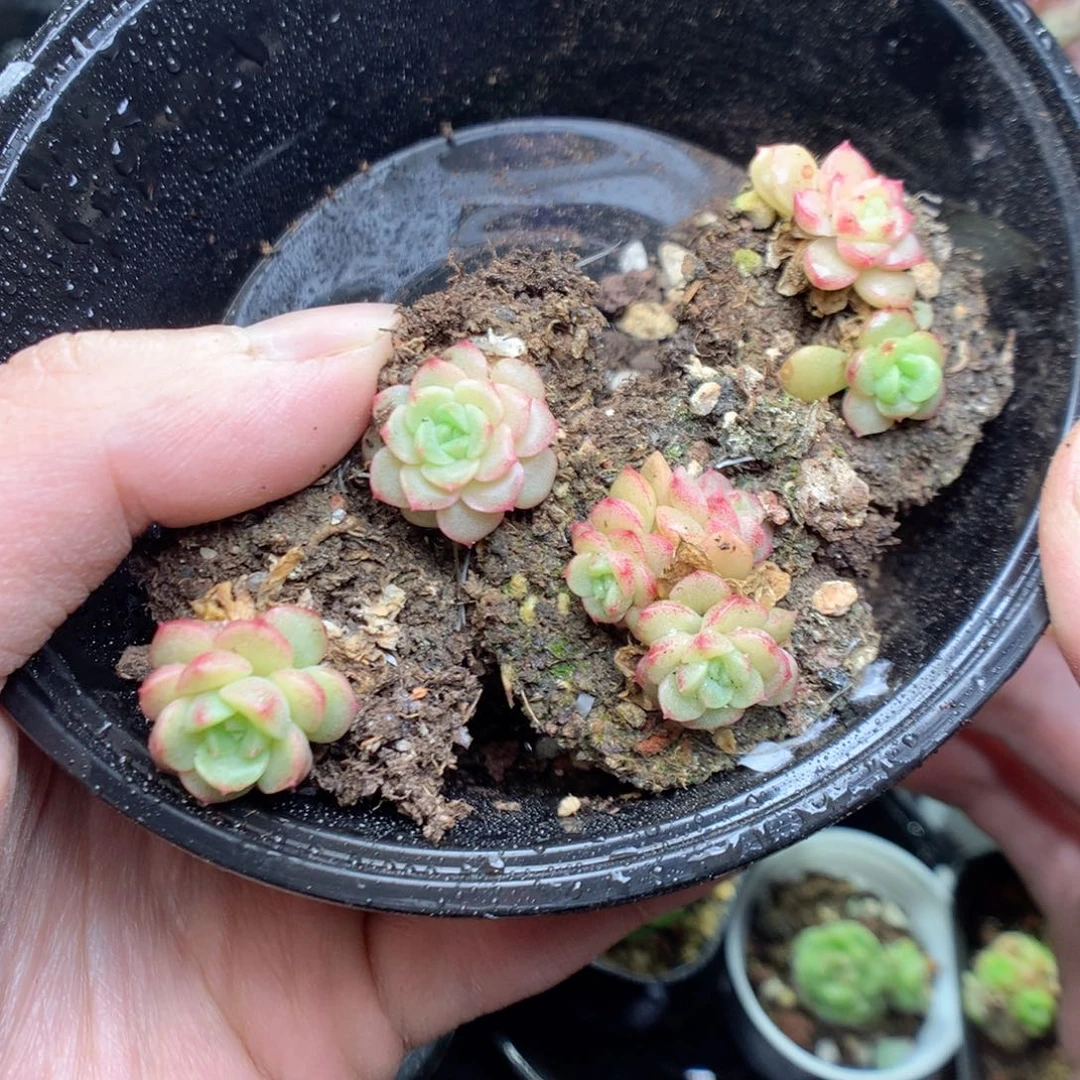 Q94珍珠麦杆y y y y y y y y y t