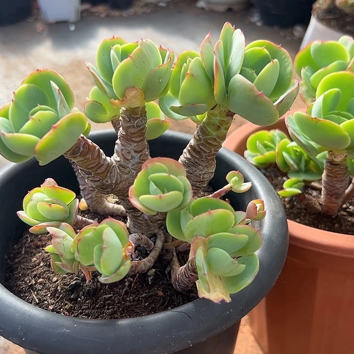 鸡蛋碧桃。