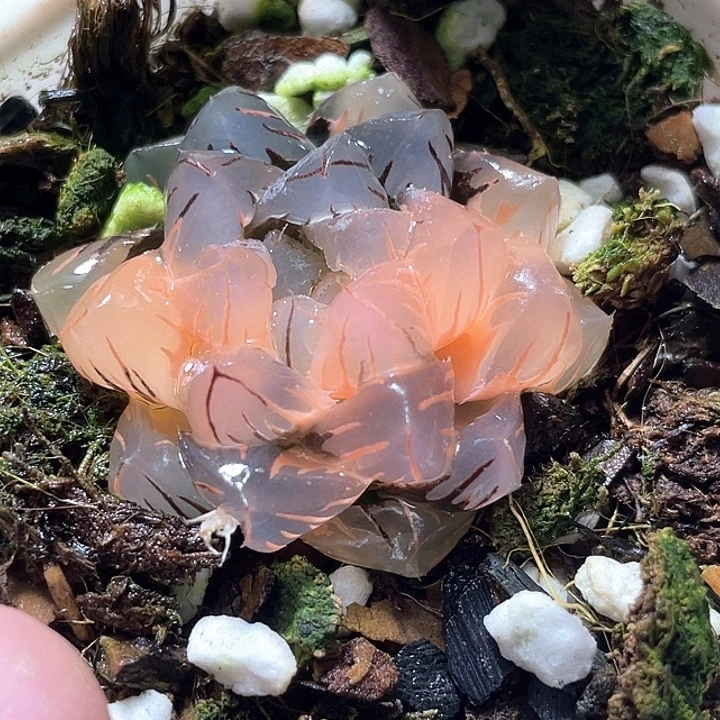 847完美水中虐锦特选福利