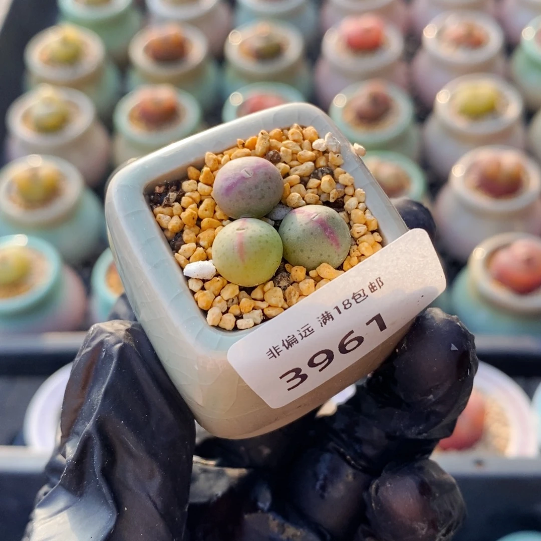 N**93961--一物一拍 带盆