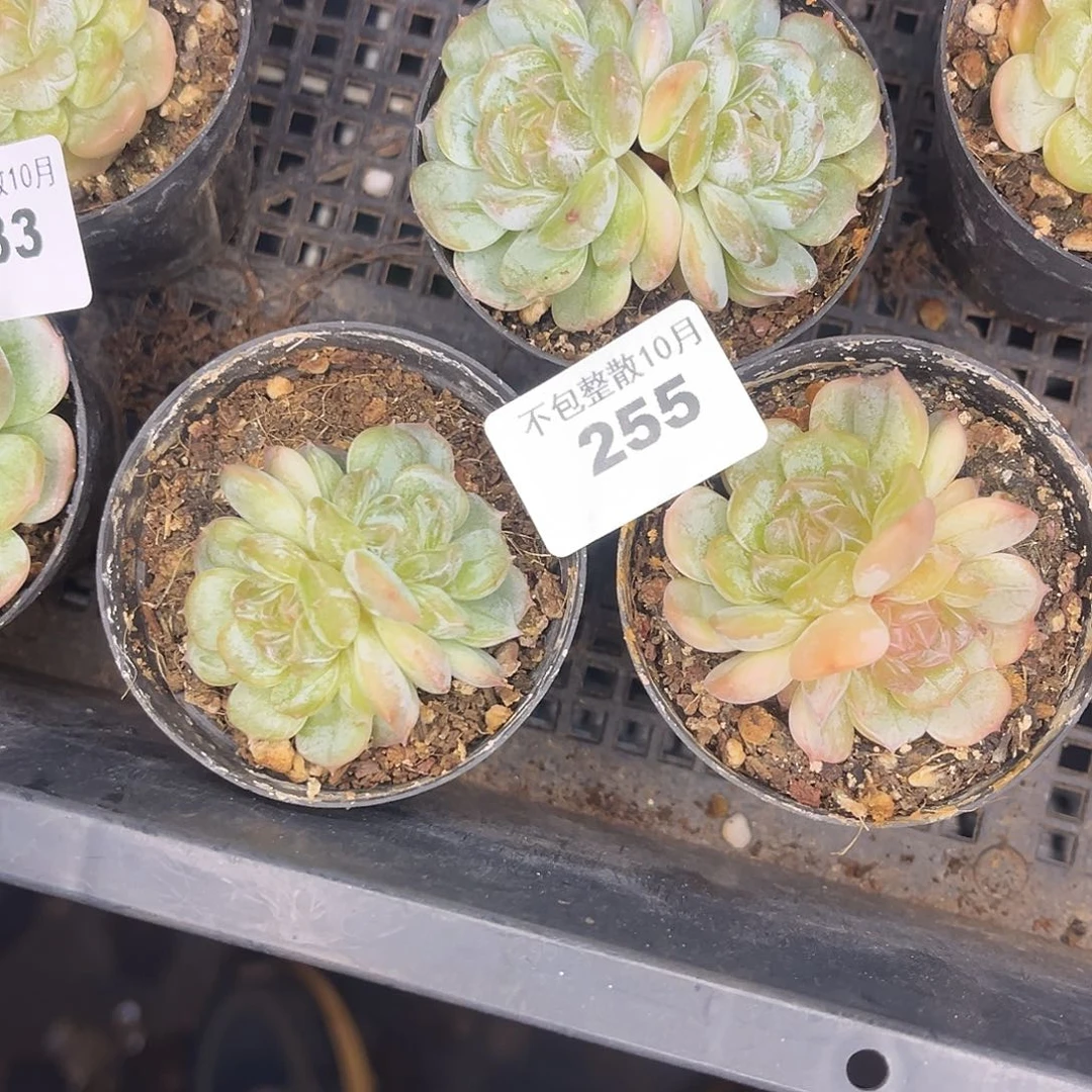 阿雅园艺。     255白恋三颗