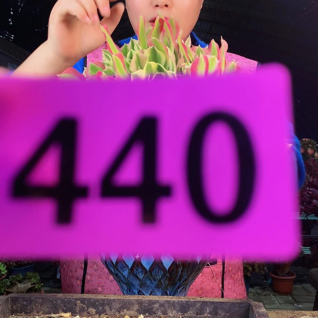 sssssssssssssssssss白凤