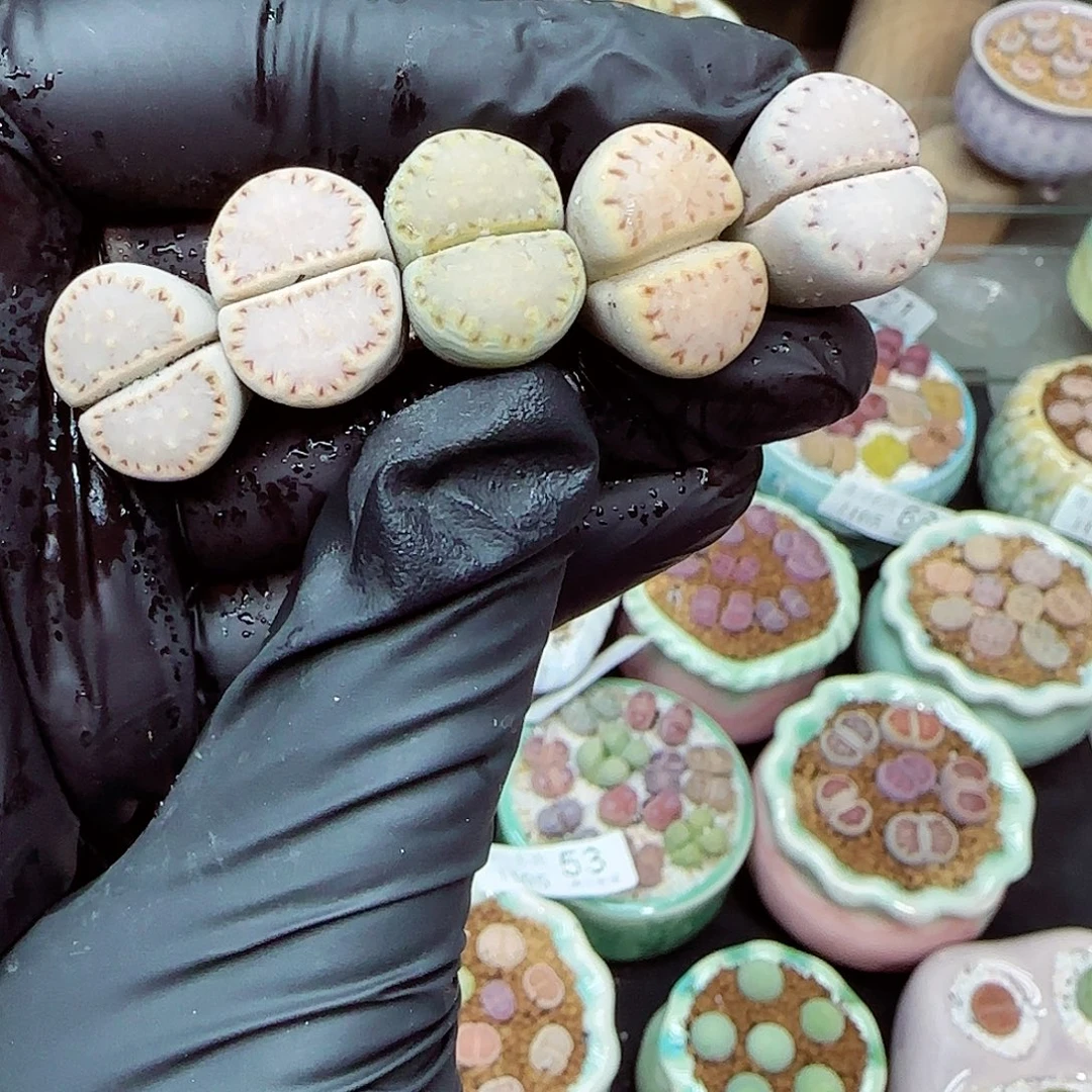 生石花满18包邮1105-77