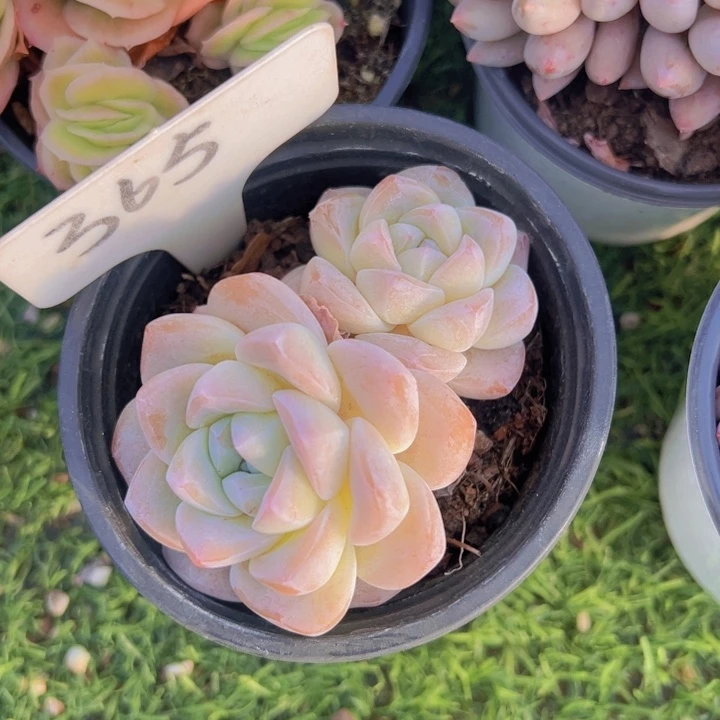 健健康康平平安安