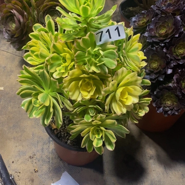 棉**甜711 艳日带主头1111