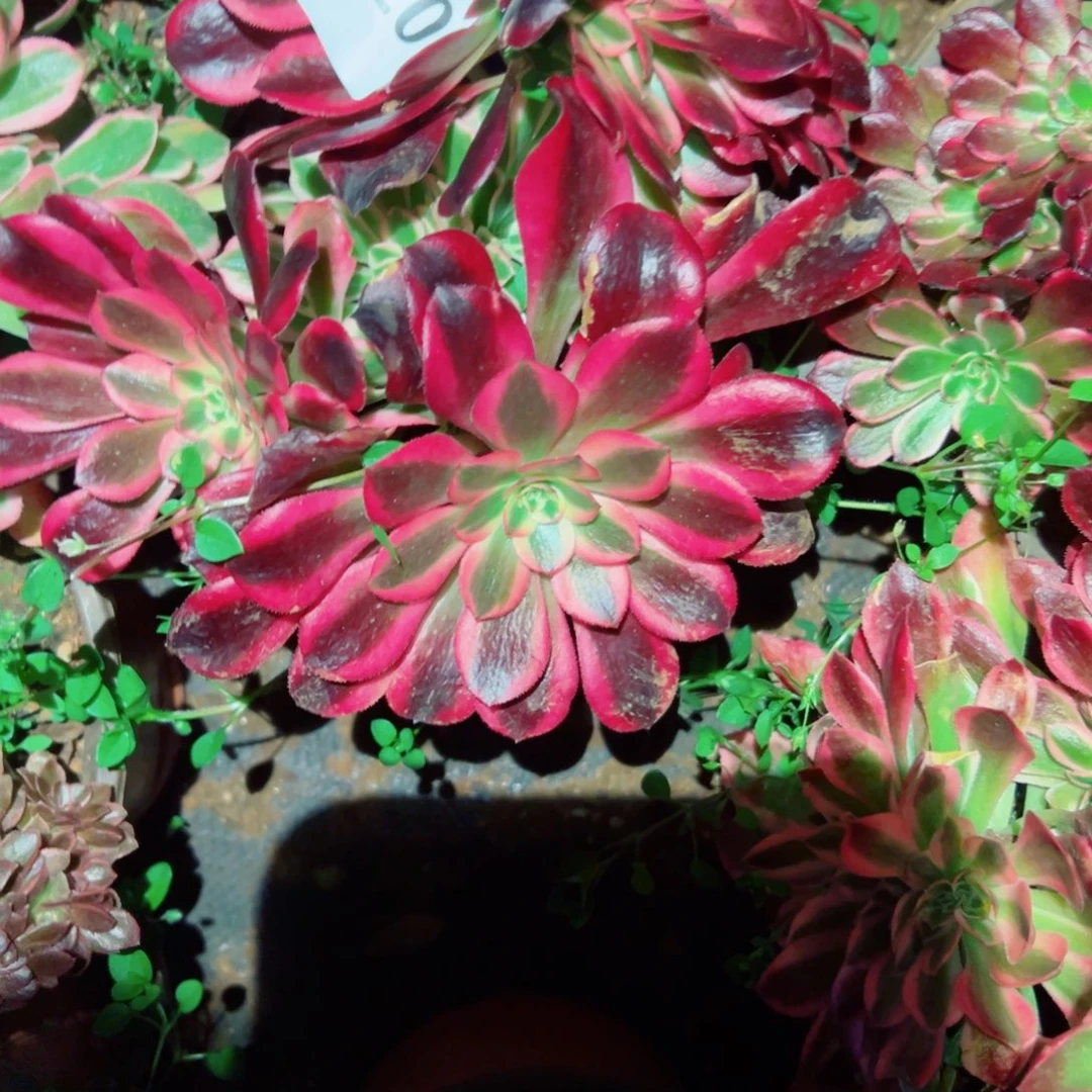 我1120 号多肉法师新年福利