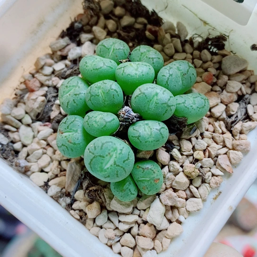 生石花花花花花花花628