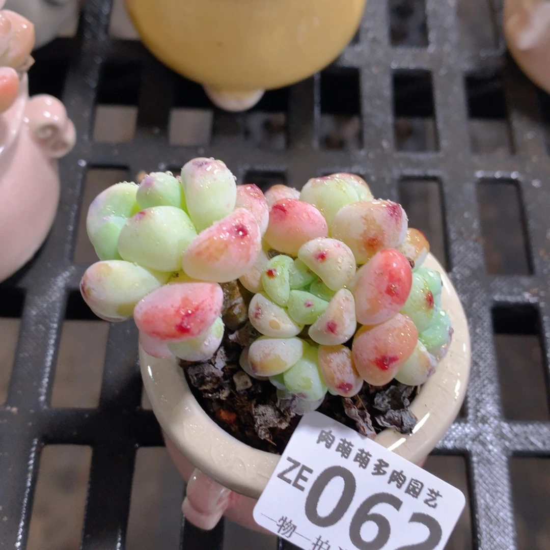 肉萌萌拇指盆精控多肉ZE062