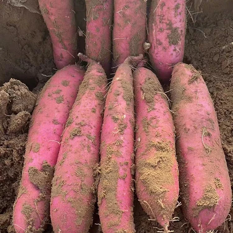 [顺丰包邮]2025年新板栗红薯现挖现发陕西板栗红薯秦薯五粉糯干甜