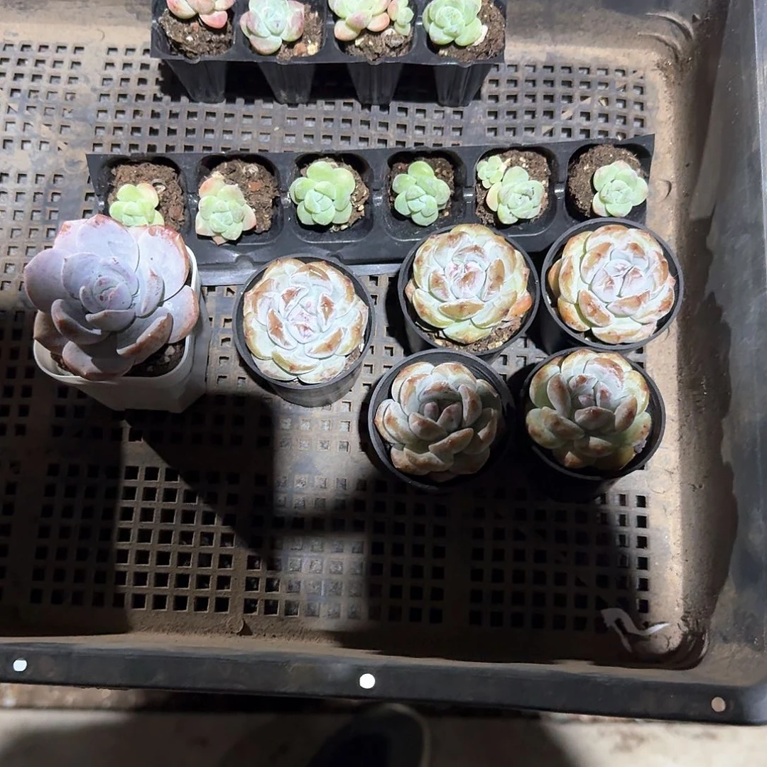 开花的树一物一拍