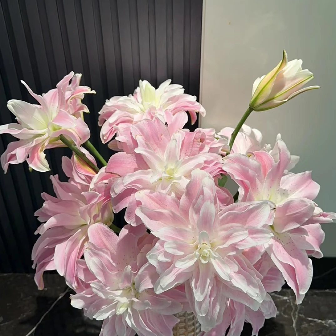 莲花雅致 重瓣百合 任意两单顺丰冷链包邮 拒收不售后
