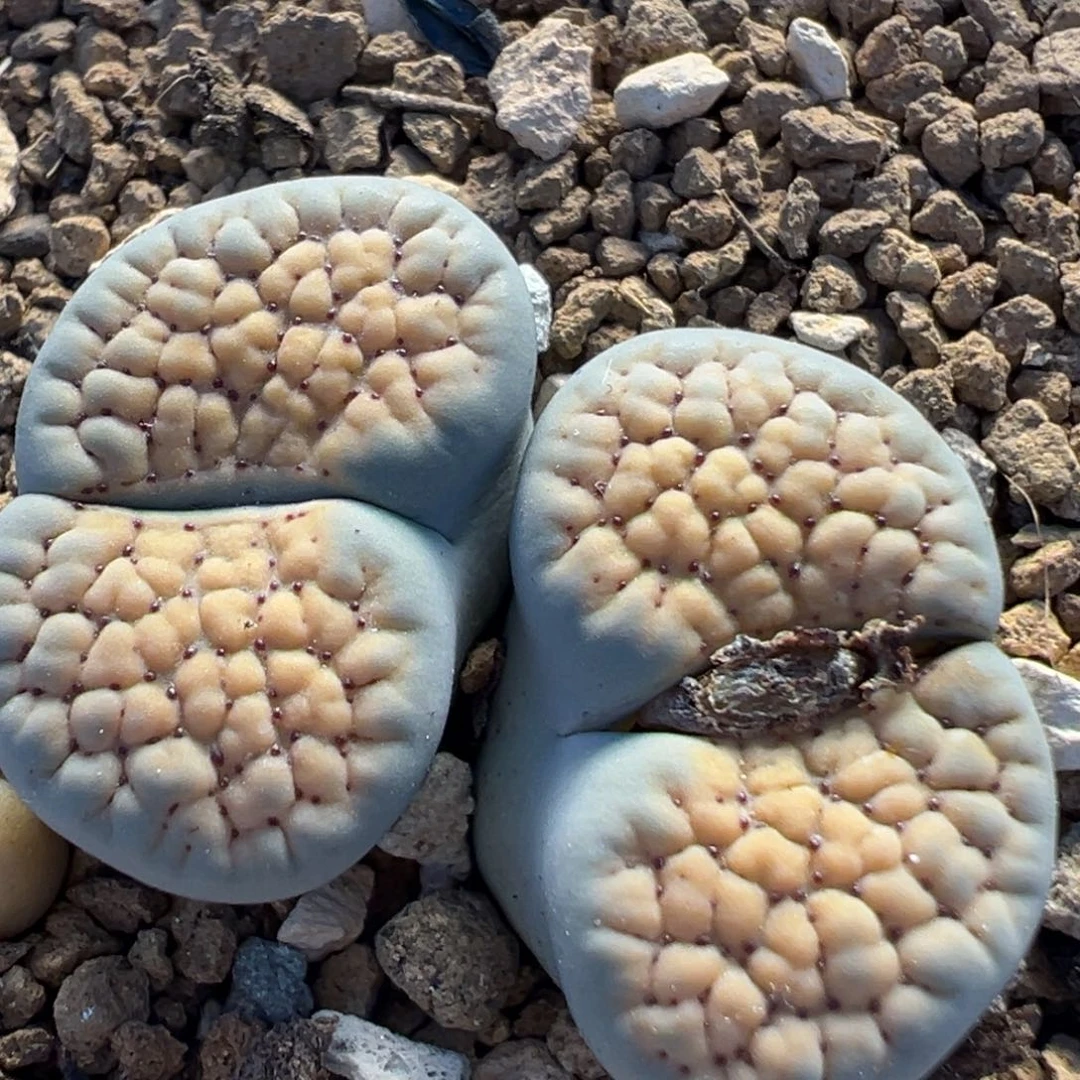 99多肉植物德州玫瑰