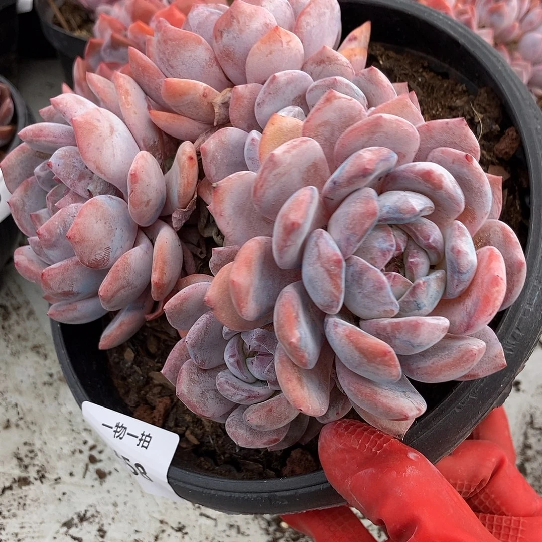 458 石榴籽星影一物一拍