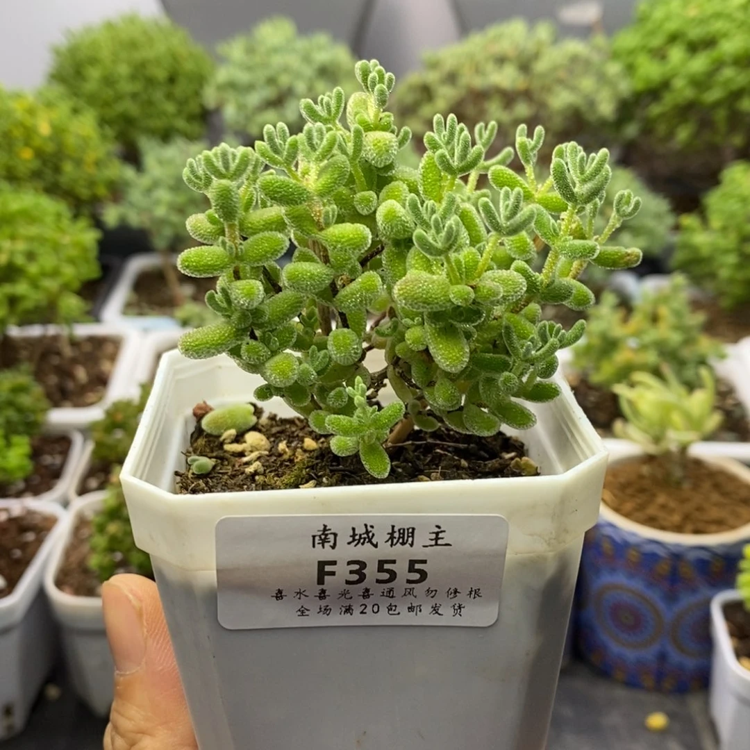355实生优选冰晶枝干
