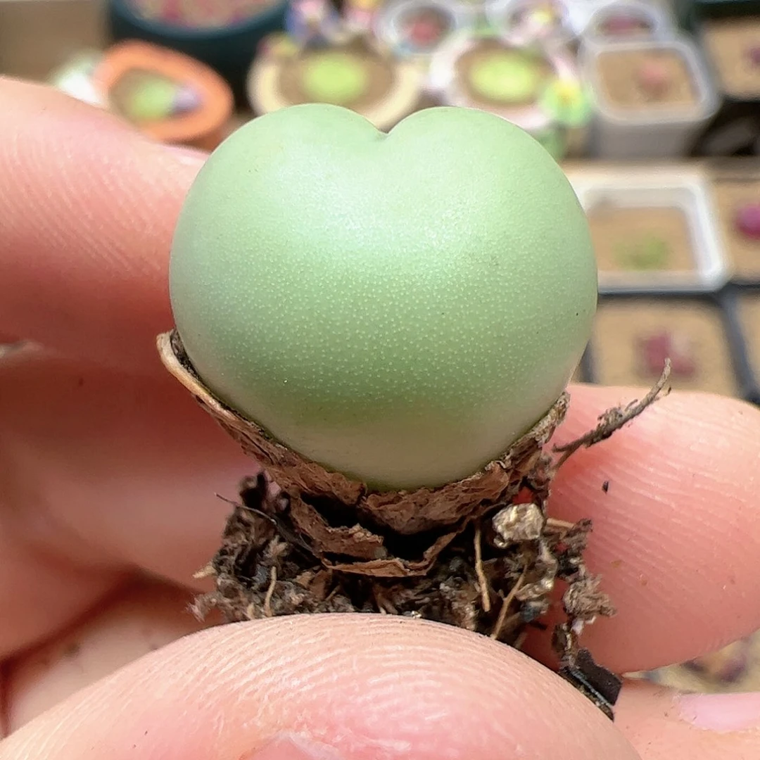 【闪购商品】105 爱心拳