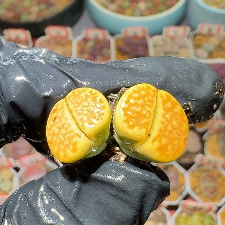 生石花33:；大的。  522号