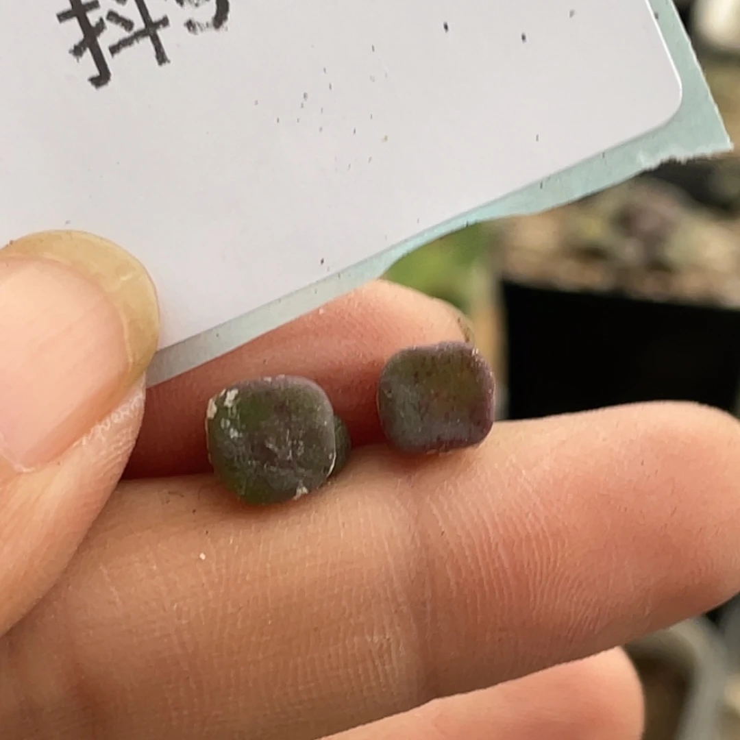 V***～9-120肉锥多肉植物