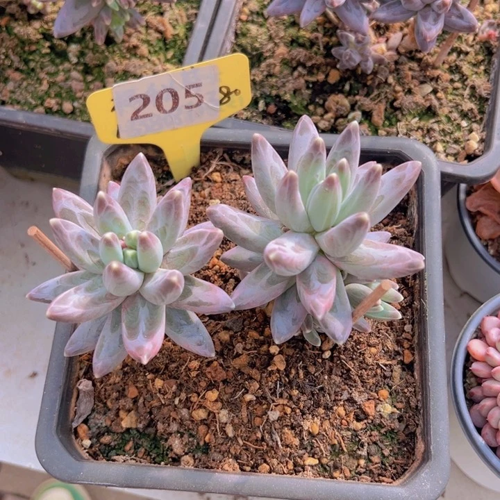 健健康康平平安安多肉