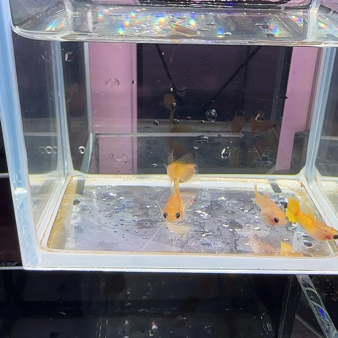 孔雀鱼黄金玻璃猫大c四条