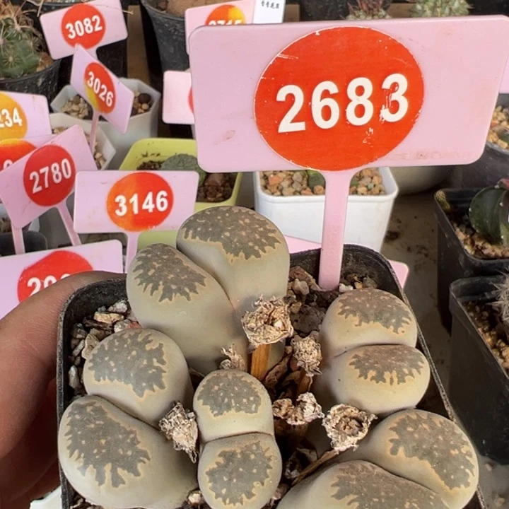 生石花五头群2683