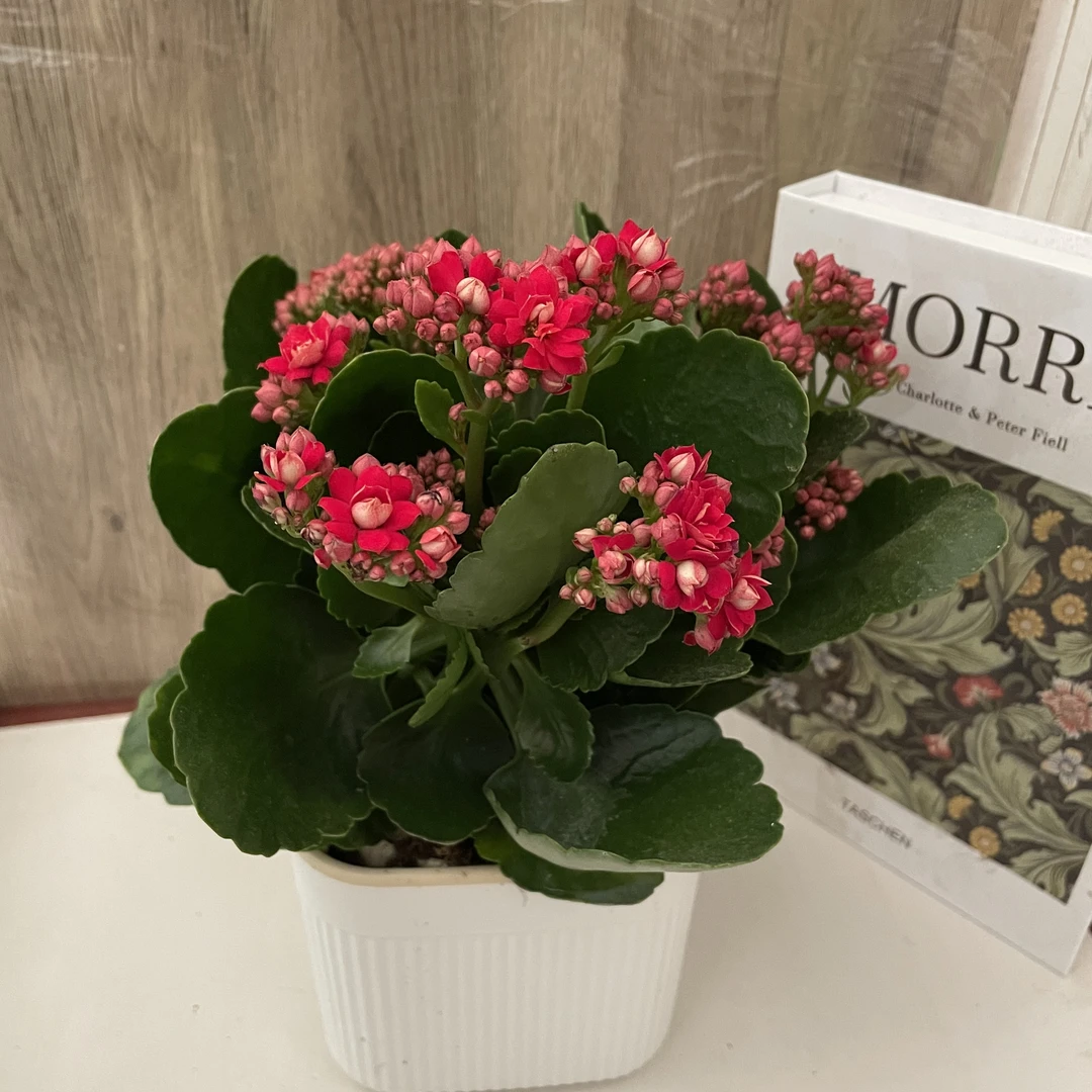 水培长寿花盆栽室内阳台植物重瓣大花苗四季开花好养