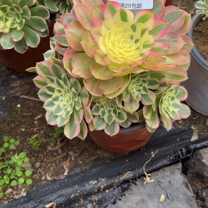 一****瑞妈，，。。。。。334绿体