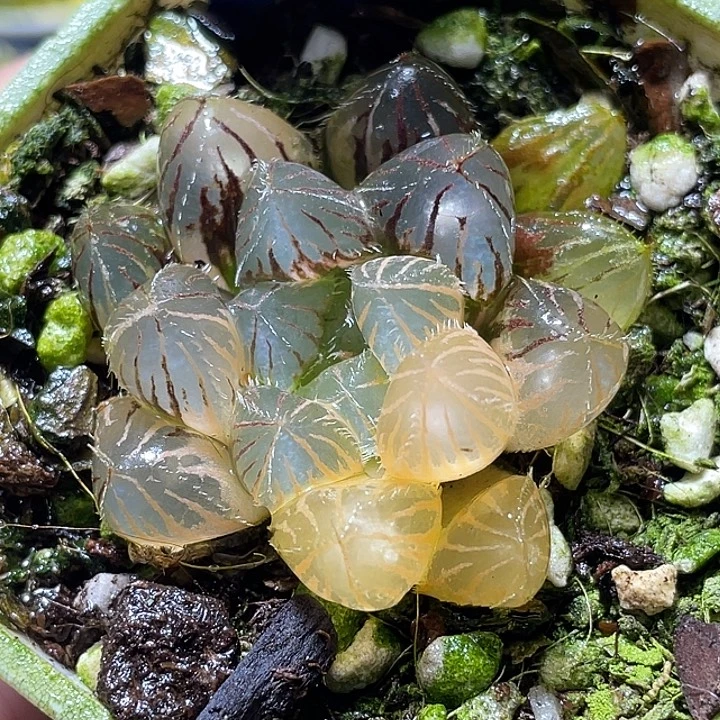 716赤线锦特选福利