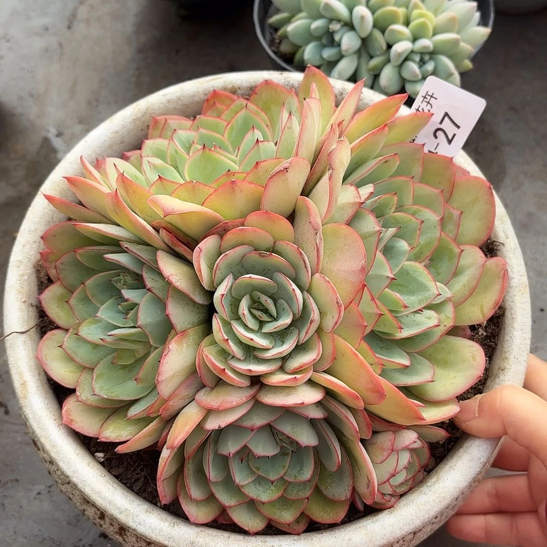 同温层多肉牡丹亭27