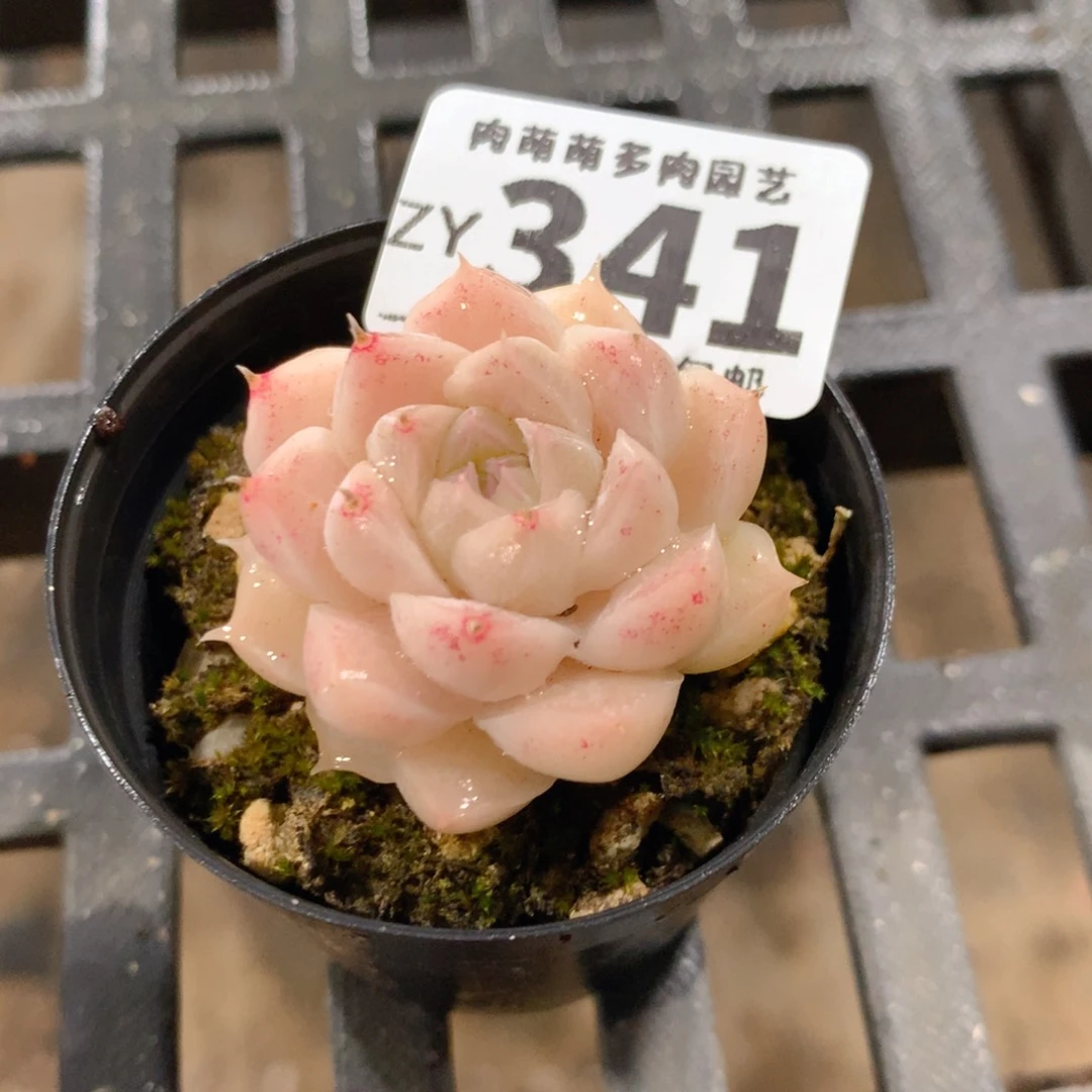 肉萌萌拇指盆精控多肉ZY341