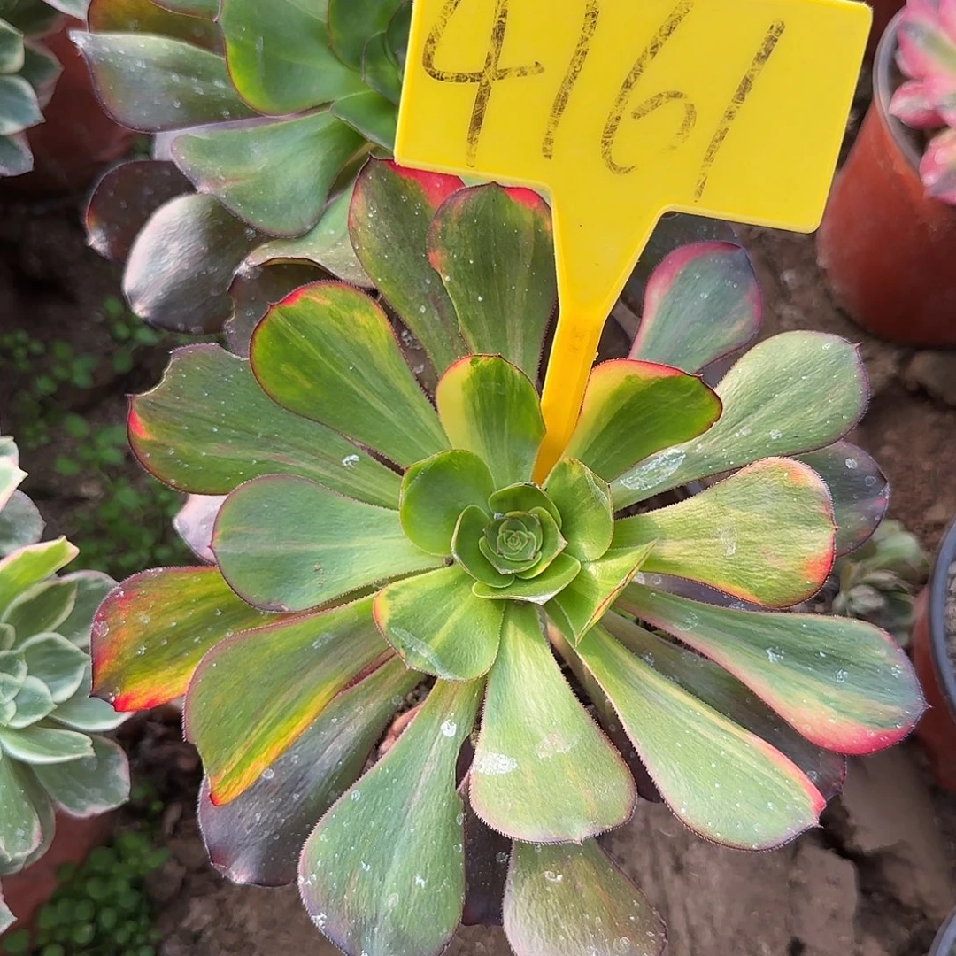 4161---无毒七彩多头多肉