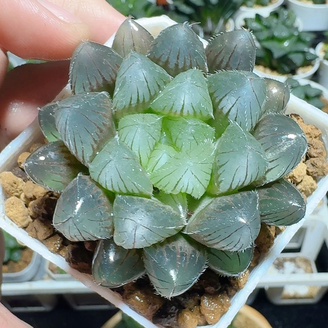 紫镜玉露原盆原土