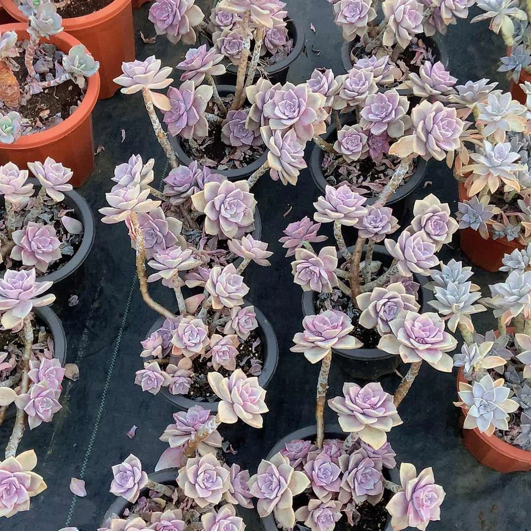 九号量拍多肉10米一个一颗老庄