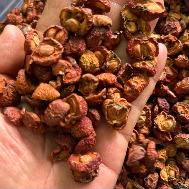 云南德宏山上的野山楂（干）