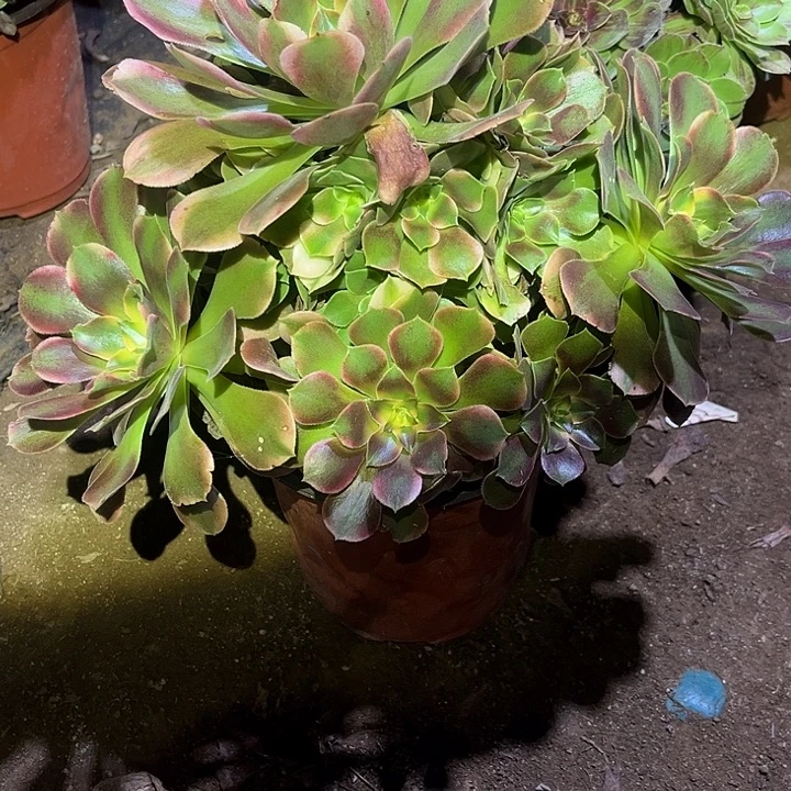 珍***惜香妃多肉法师254号