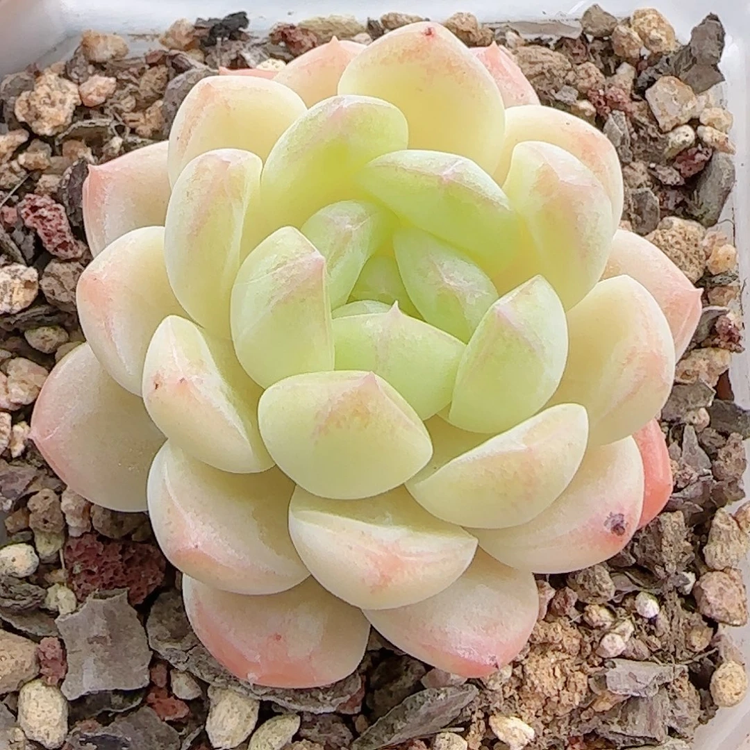 多肉0924--254白桃汽水