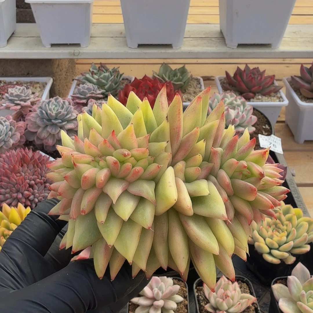 1214-79豆子锦缀化