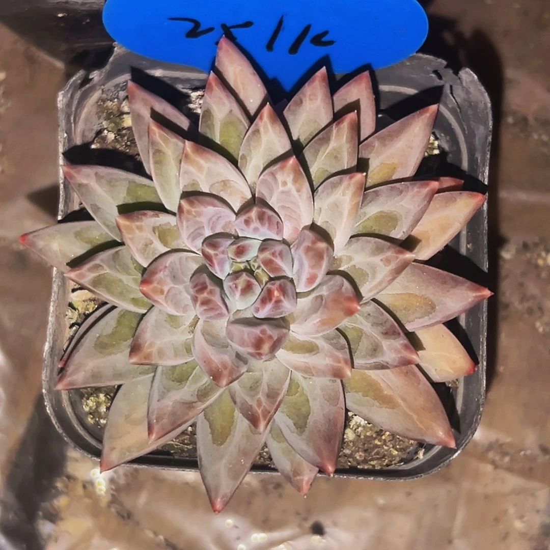 桔云多肉美人精品系列