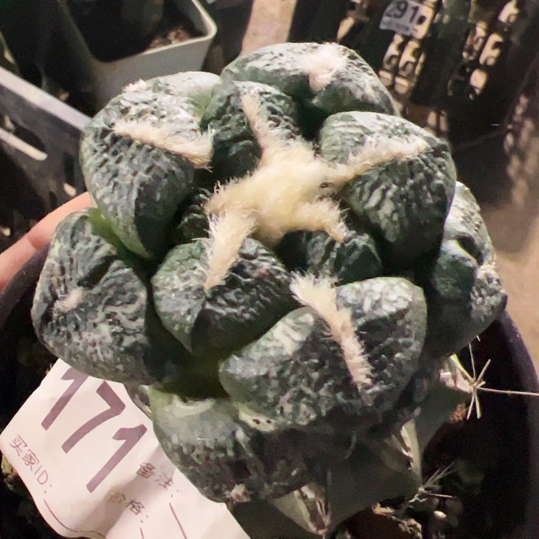 光面大尤连山牡丹171