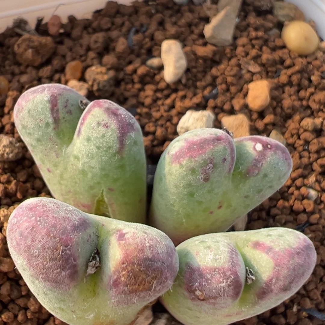 160多肉植物百科知识